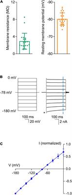 GABAA Receptors in Astrocytes Are Targets for Commonly Used Intravenous and Inhalational General Anesthetic Drugs